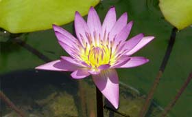 How you can use natural beauty to restore yourself mentally, physically, and spiritually